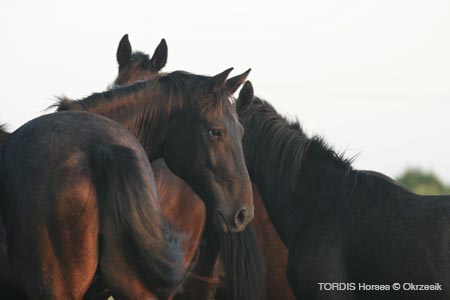 2009_08_Tordis_Horses005