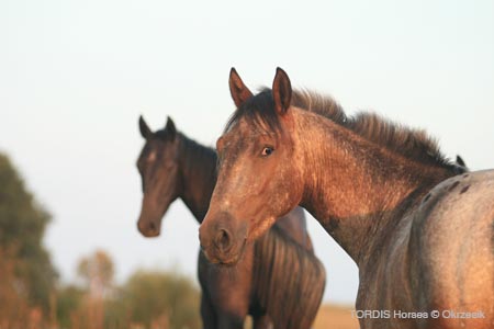 2009_08_Tordis_Horses006
