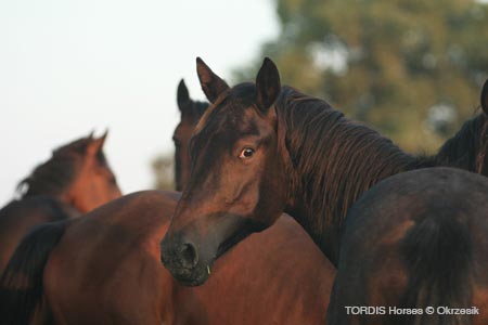 2009_08_Tordis_Horses007