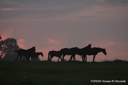 2009_08_Tordis_Horses009