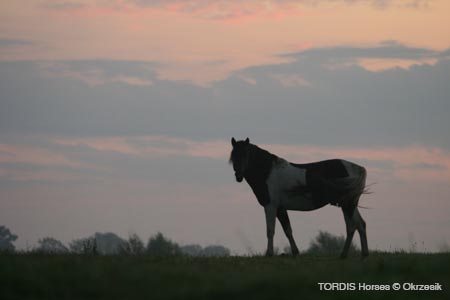 2009_08_Tordis_Horses013