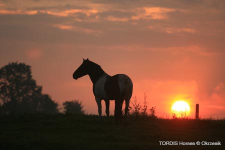 2009_08_Tordis_Horses016