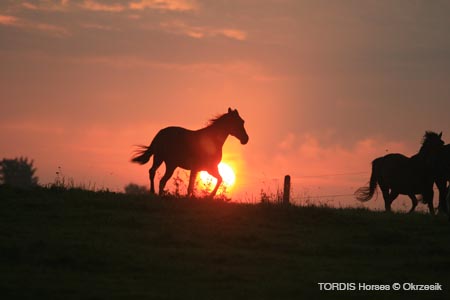 2009_08_Tordis_Horses017