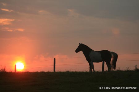 2009_08_Tordis_Horses018