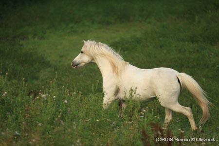 2009_08_Tordis_Horses043