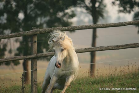 2009_08_Tordis_Horses046