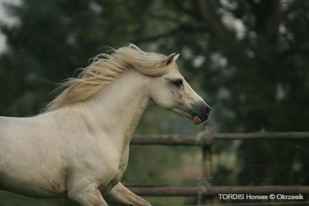 2009_08_Tordis_Horses049