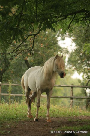 2009_08_Tordis_Horses055