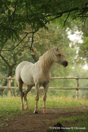 2009_08_Tordis_Horses056