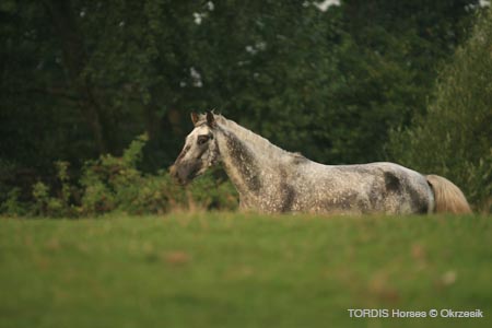 2009_08_Tordis_Horses061