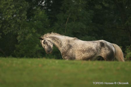 2009_08_Tordis_Horses062