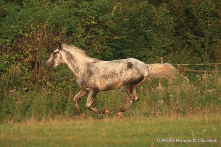 2009_08_Tordis_Horses066