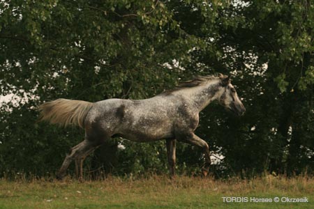 2009_08_Tordis_Horses069