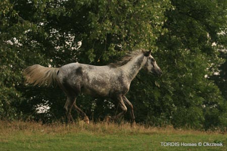 2009_08_Tordis_Horses070