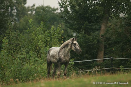 2009_08_Tordis_Horses073