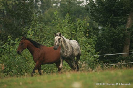 2009_08_Tordis_Horses074