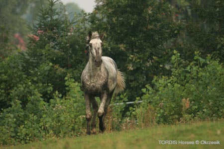 2009_08_Tordis_Horses075