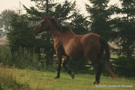 2009_08_Tordis_Horses077
