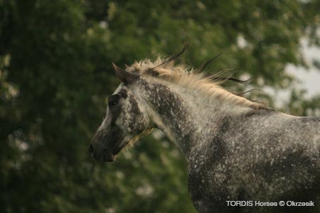 2009_08_Tordis_Horses078