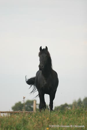 2009_08_Tordis_Horses082