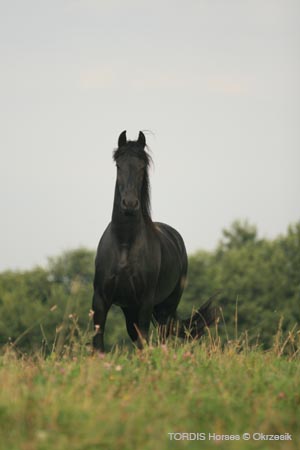 2009_08_Tordis_Horses085
