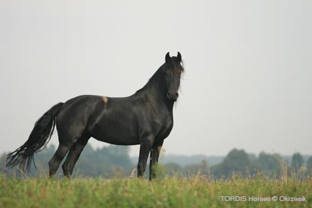 2009_08_Tordis_Horses089