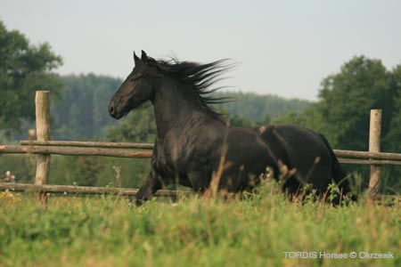 2009_08_Tordis_Horses090