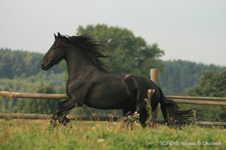 2009_08_Tordis_Horses091