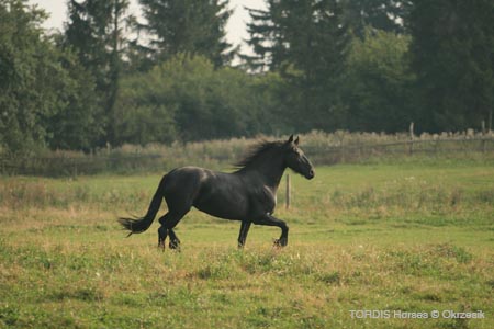 2009_08_Tordis_Horses093