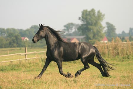 2009_08_Tordis_Horses094