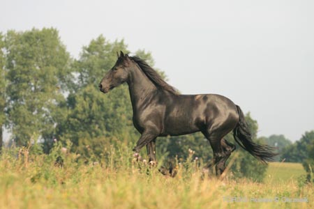 2009_08_Tordis_Horses095