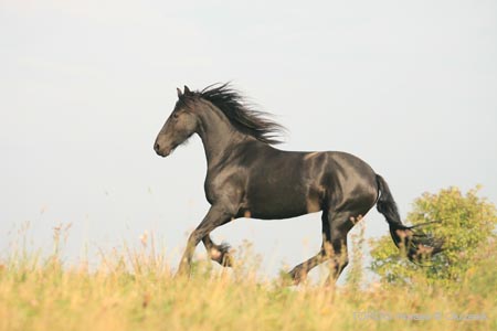2009_08_Tordis_Horses097