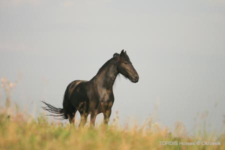 2009_08_Tordis_Horses098