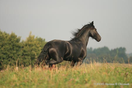 2009_08_Tordis_Horses103