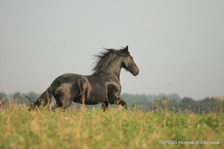 2009_08_Tordis_Horses104