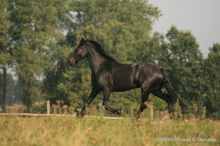 2009_08_Tordis_Horses106