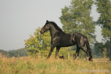 2009_08_Tordis_Horses107