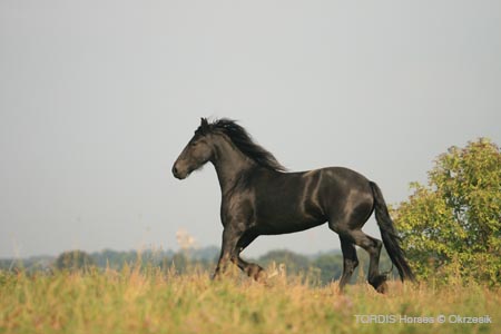 2009_08_Tordis_Horses109