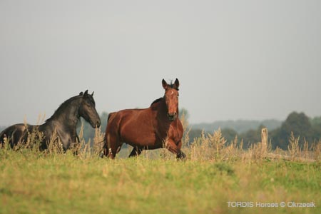 2009_08_Tordis_Horses110