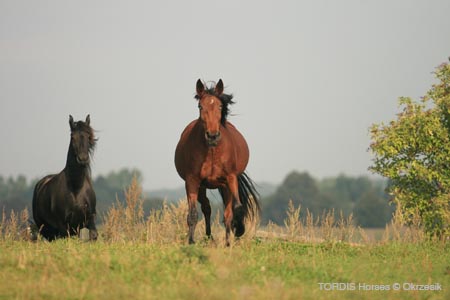 2009_08_Tordis_Horses111