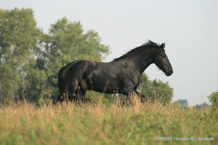 2009_08_Tordis_Horses112