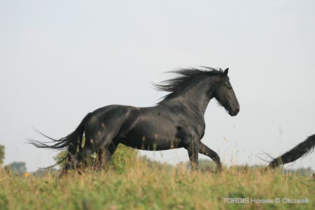 2009_08_Tordis_Horses113