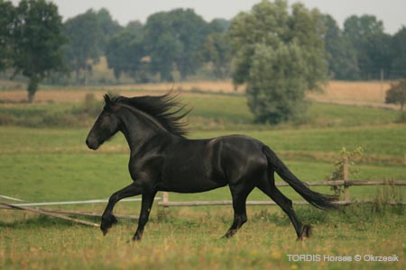 2009_08_Tordis_Horses116