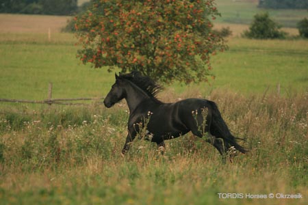 2009_08_Tordis_Horses117