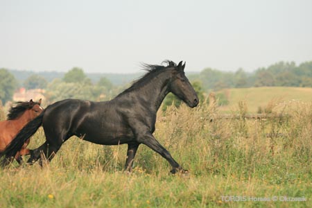 2009_08_Tordis_Horses119
