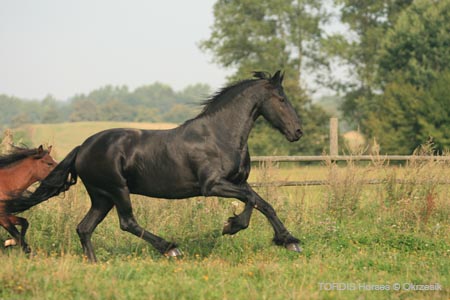 2009_08_Tordis_Horses120