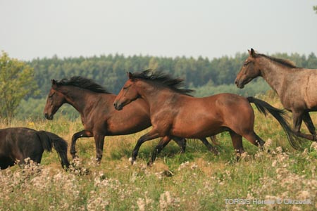 2009_08_Tordis_Horses122