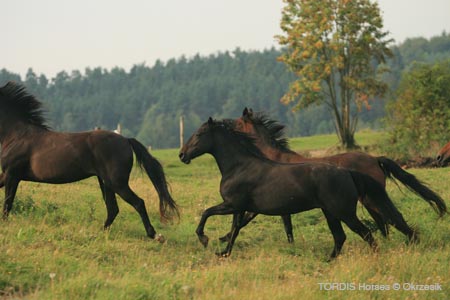 2009_08_Tordis_Horses123