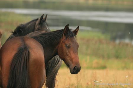 2009_08_Tordis_Horses128