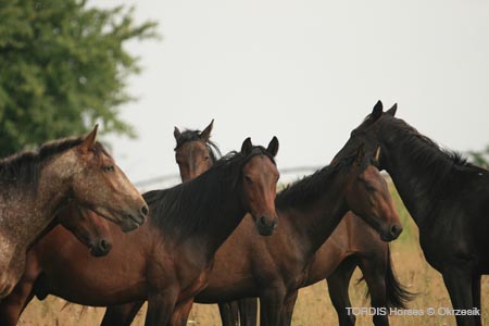 2009_08_Tordis_Horses130